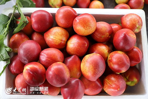 日照市食用農(nóng)產(chǎn)品合格證制度試行工作現(xiàn)場(chǎng)會(huì)在莒縣召開(kāi)，助力批發(fā)環(huán)節(jié)質(zhì)量安全再上新臺(tái)階